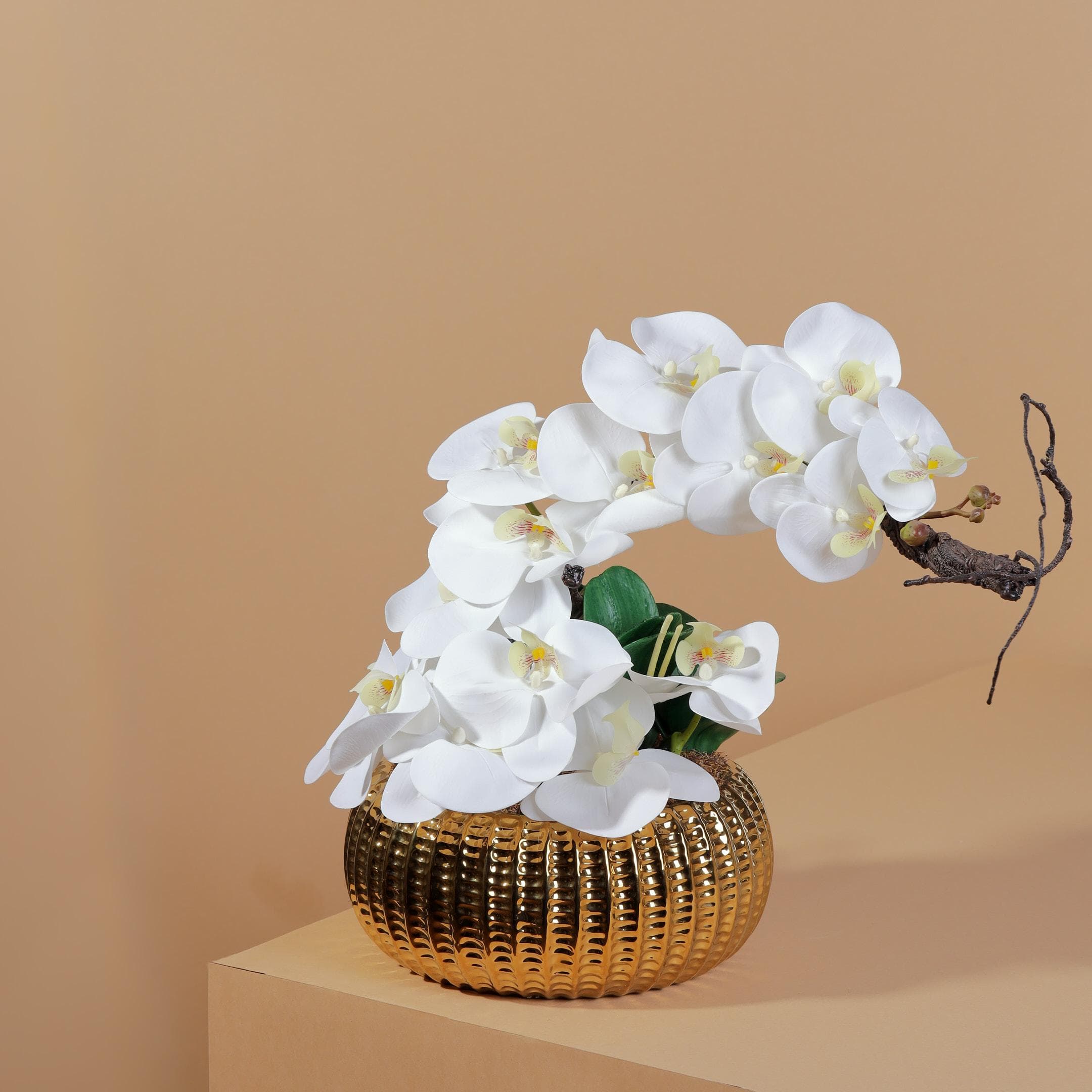 Orchids arrangement in ceramic vase